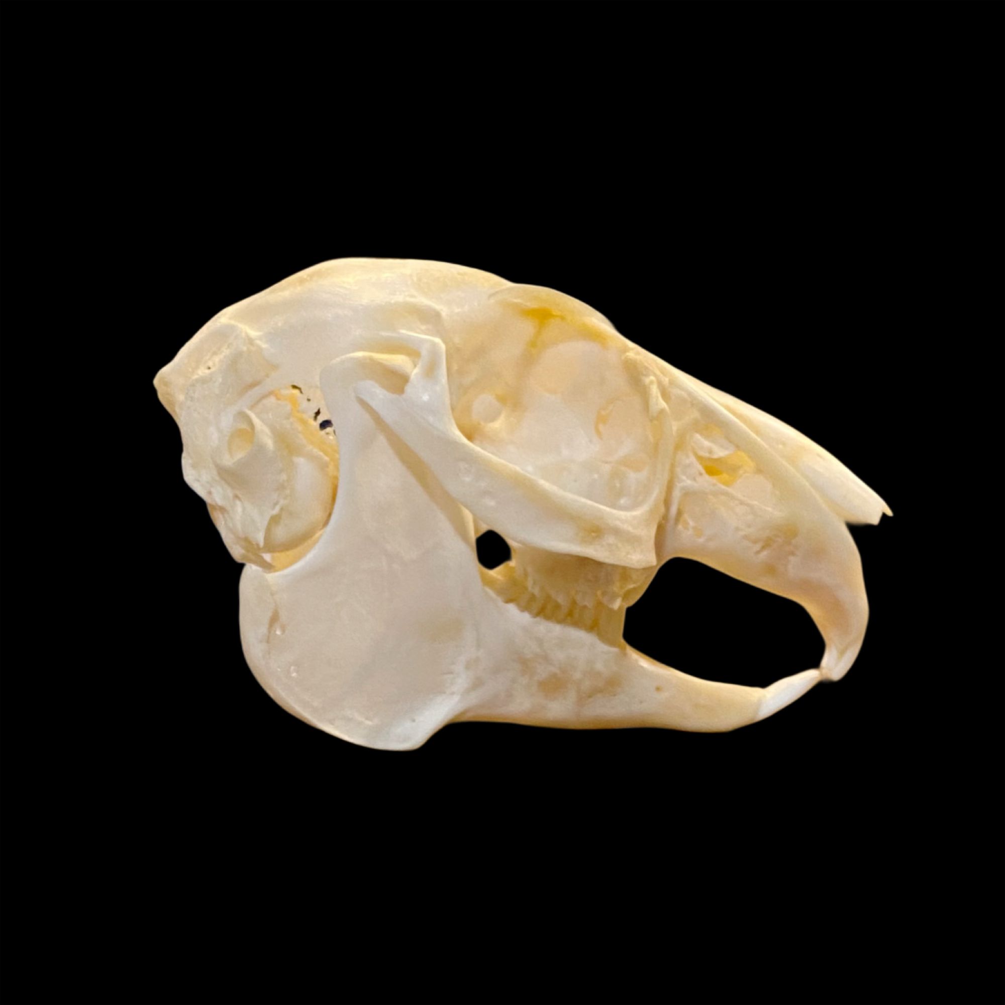 Rabbit (Snowshoe Hare) Skull: #1 Quality