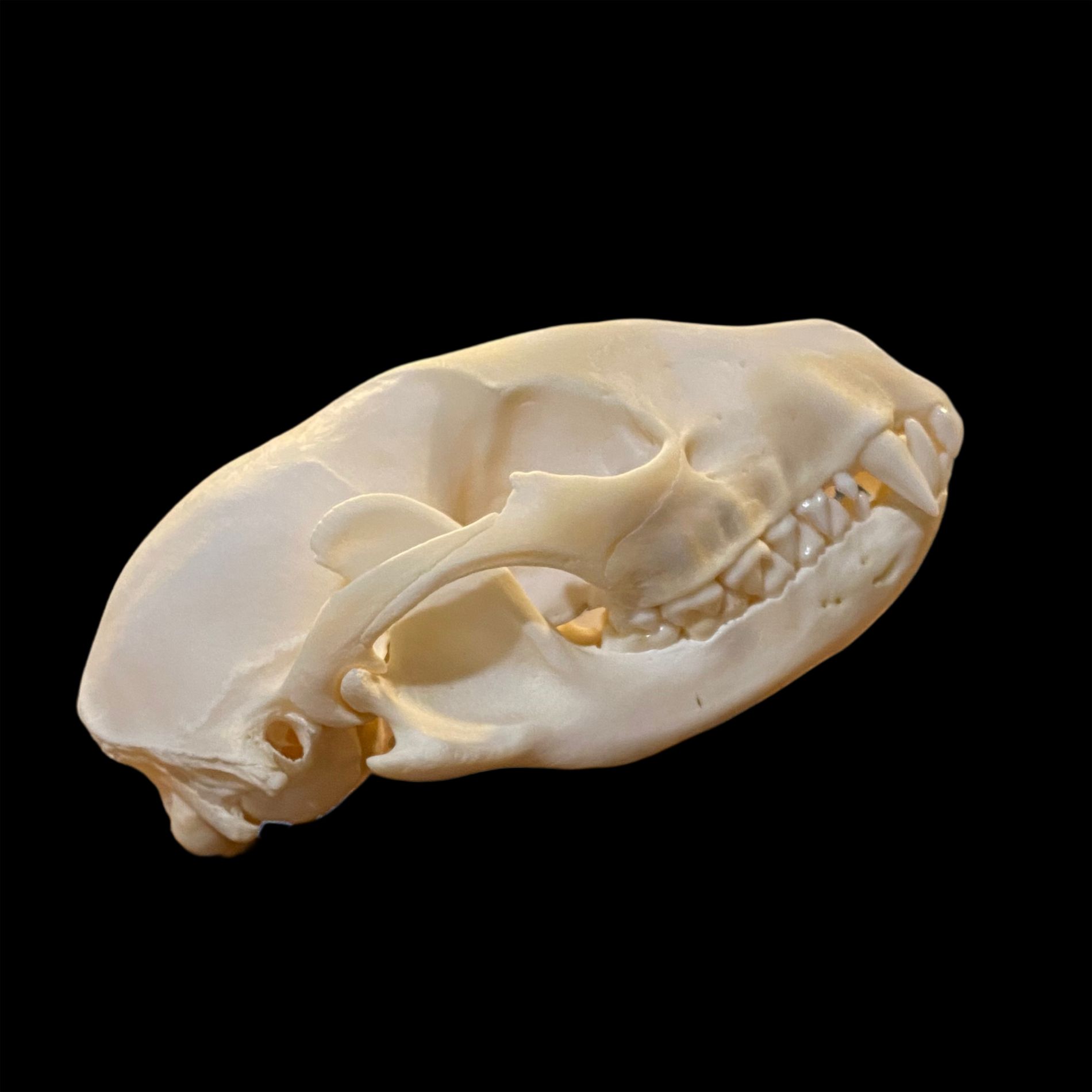 Raccoon Skull: #1 Quality