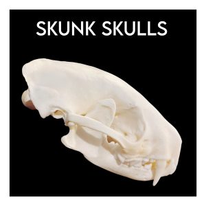 Skunk Skulls
