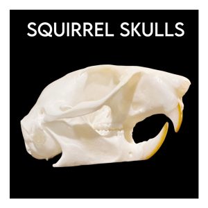 Squirrel Skulls
