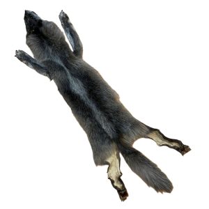 Wolf Fur: #1 Quality / X Large