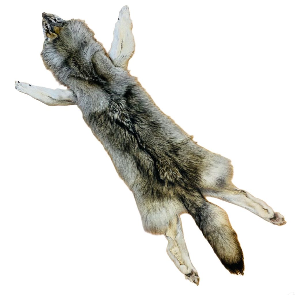 Wolf Fur: #2 Quality / X Large