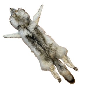 Wolf Fur: #1 Quality / X Large