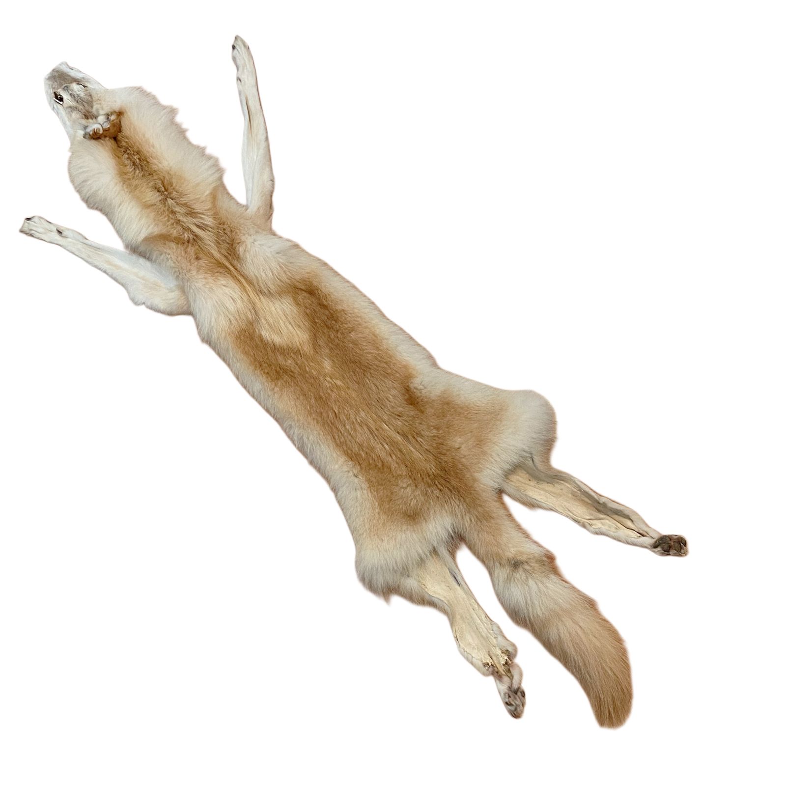 Wolf Fur: #1 Quality / X Large