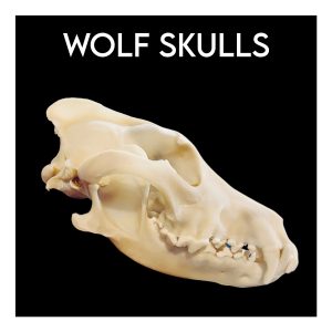 Wolf Skulls