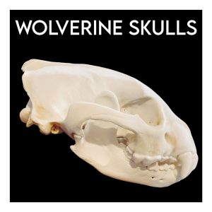 Wolverine Skulls