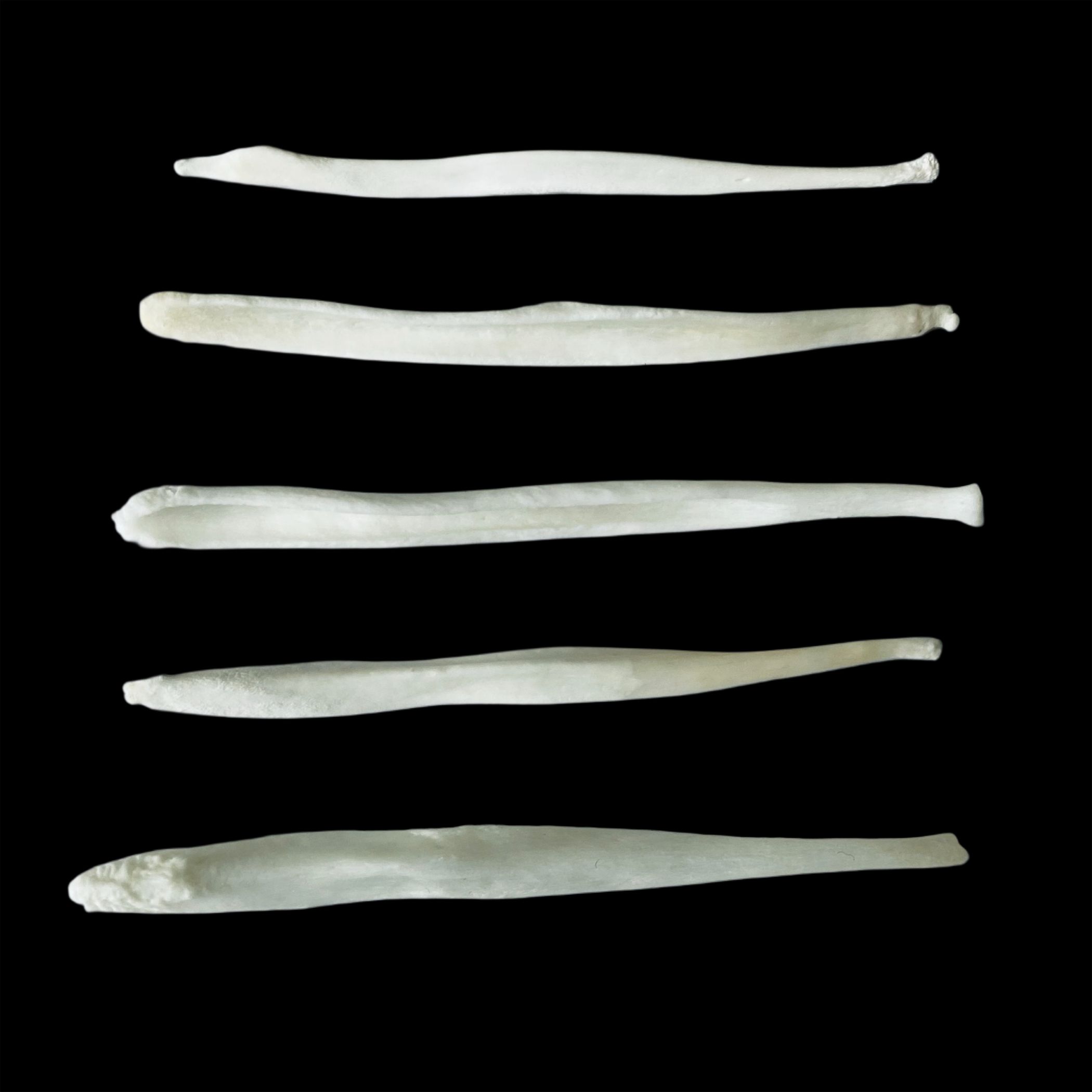 Coyote Baculum