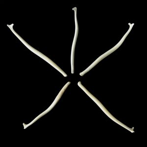 Fisher Baculum