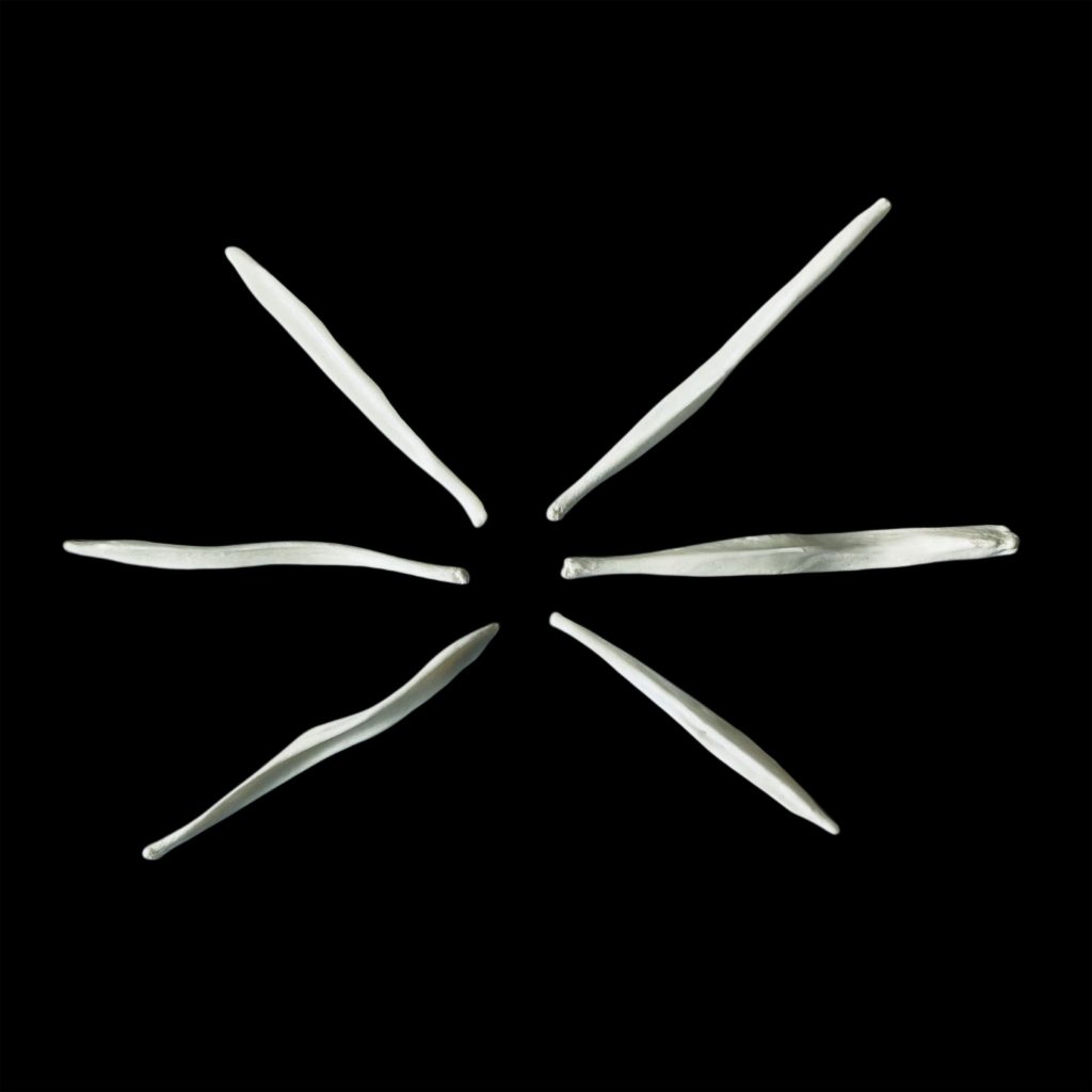 Fox Baculum