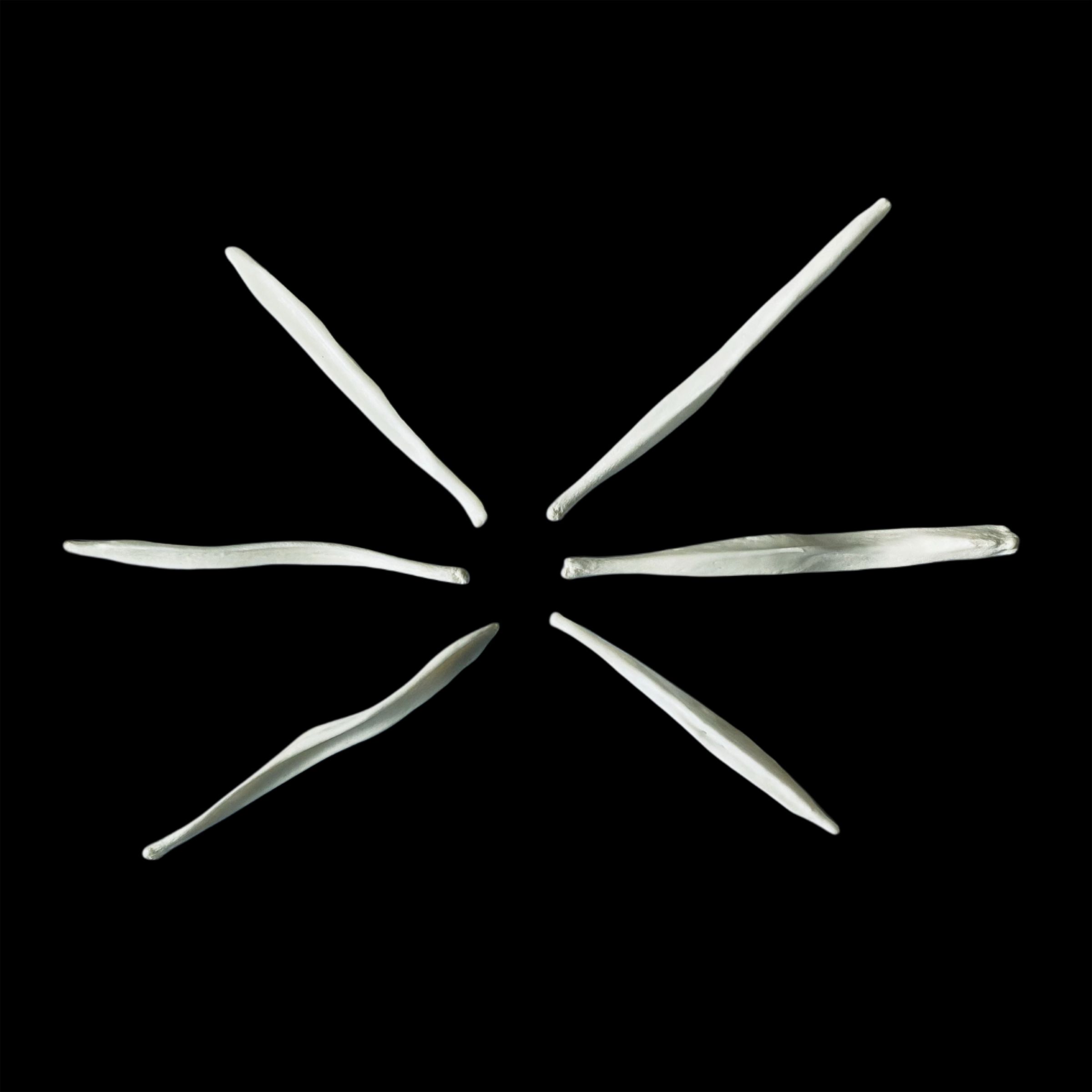 Fox Baculum
