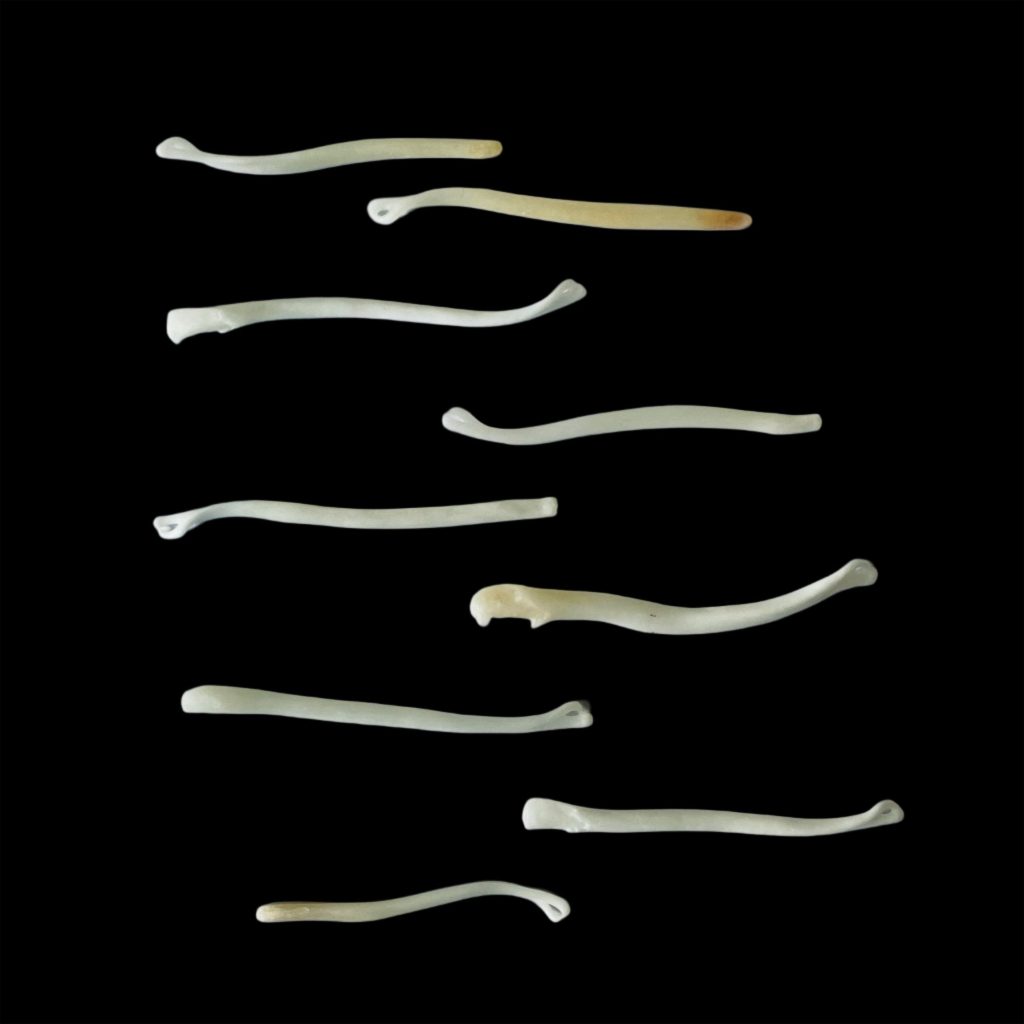 Marten Baculum