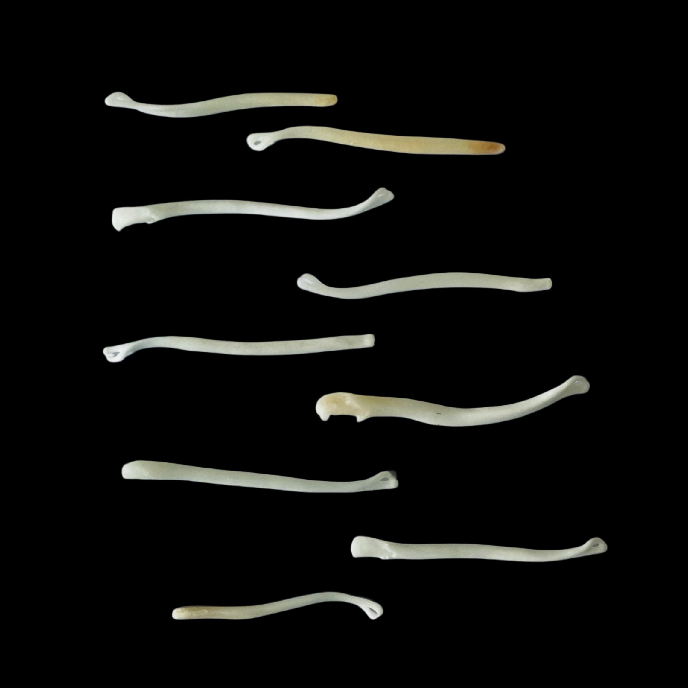 Marten Baculum