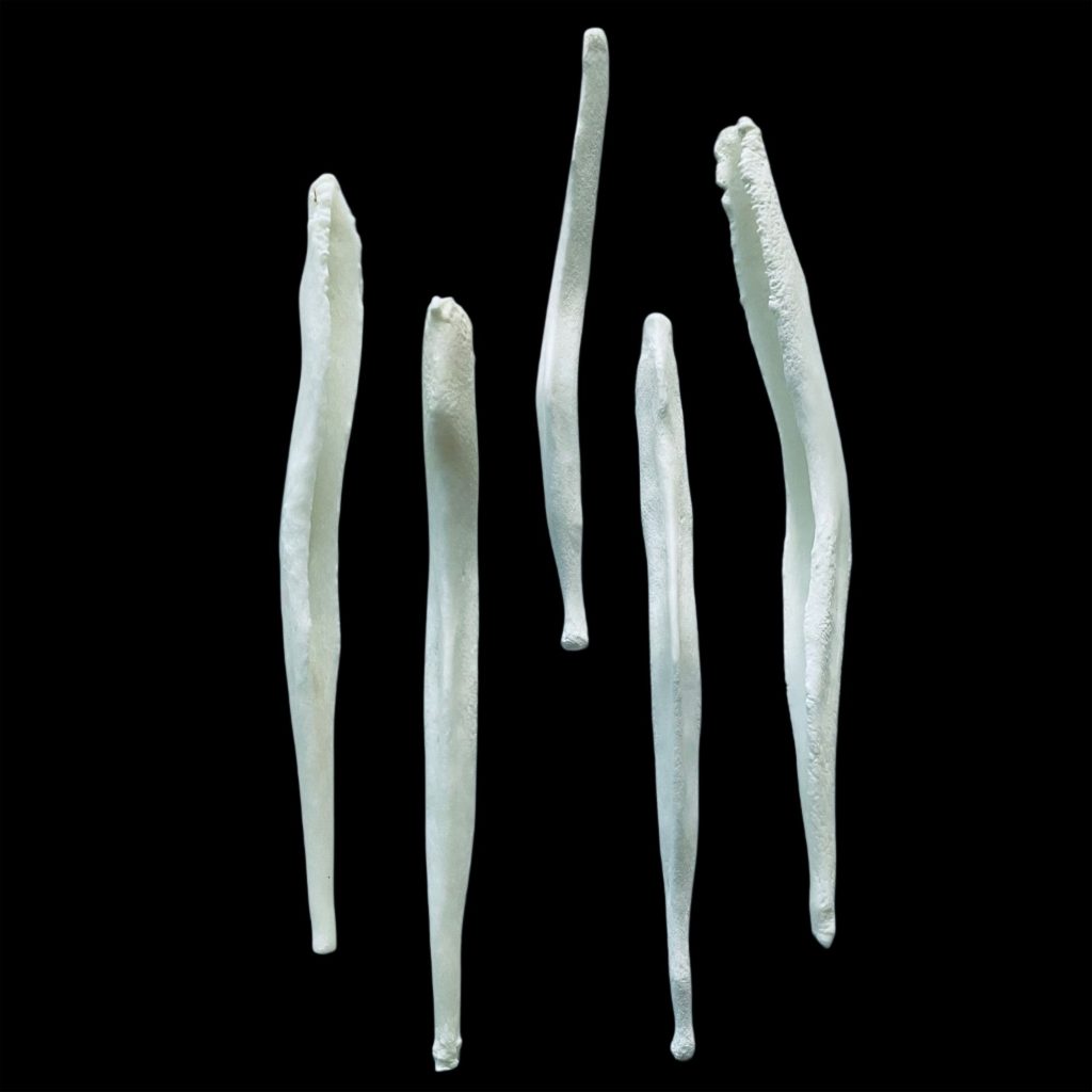 Wolf Baculum