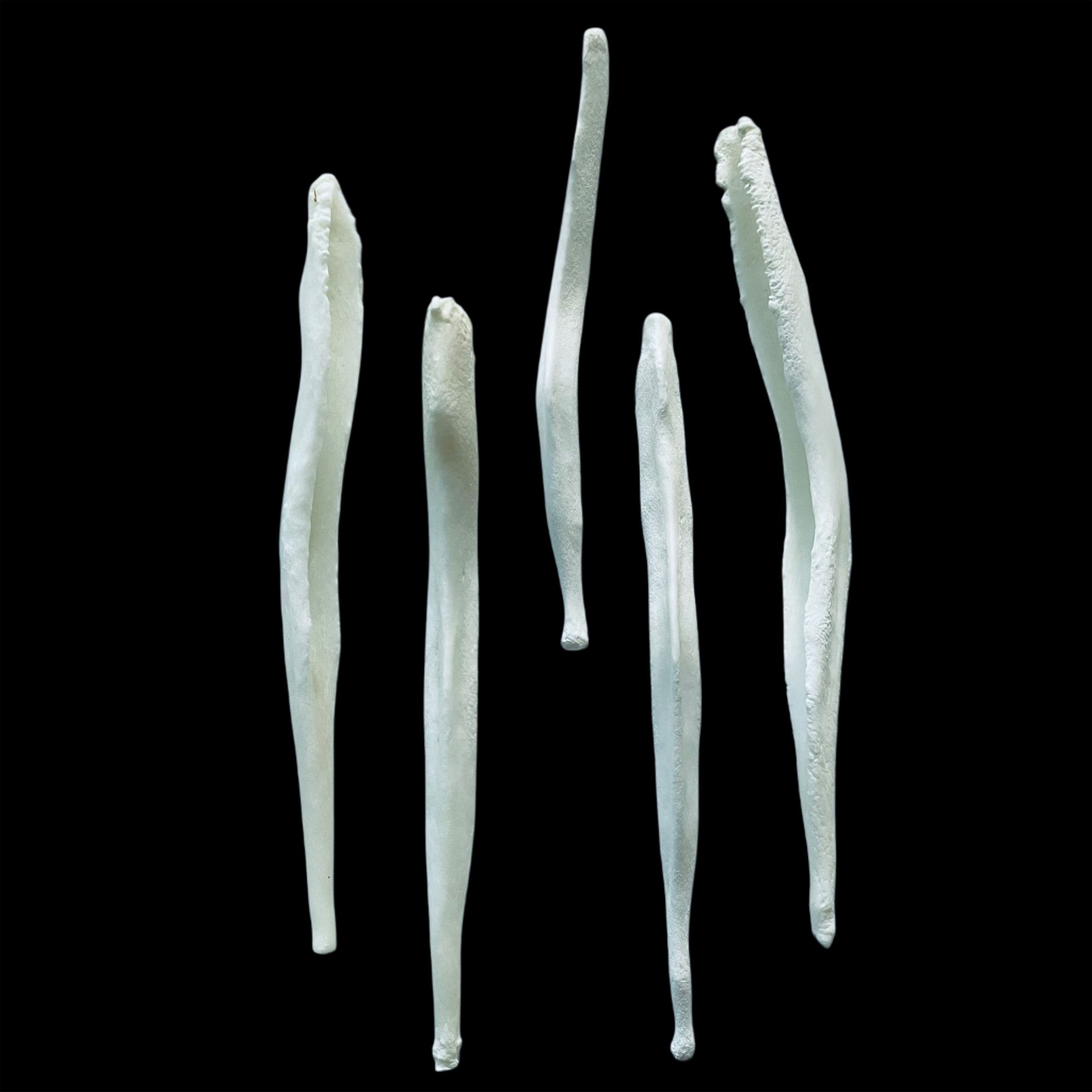 Wolf Baculum