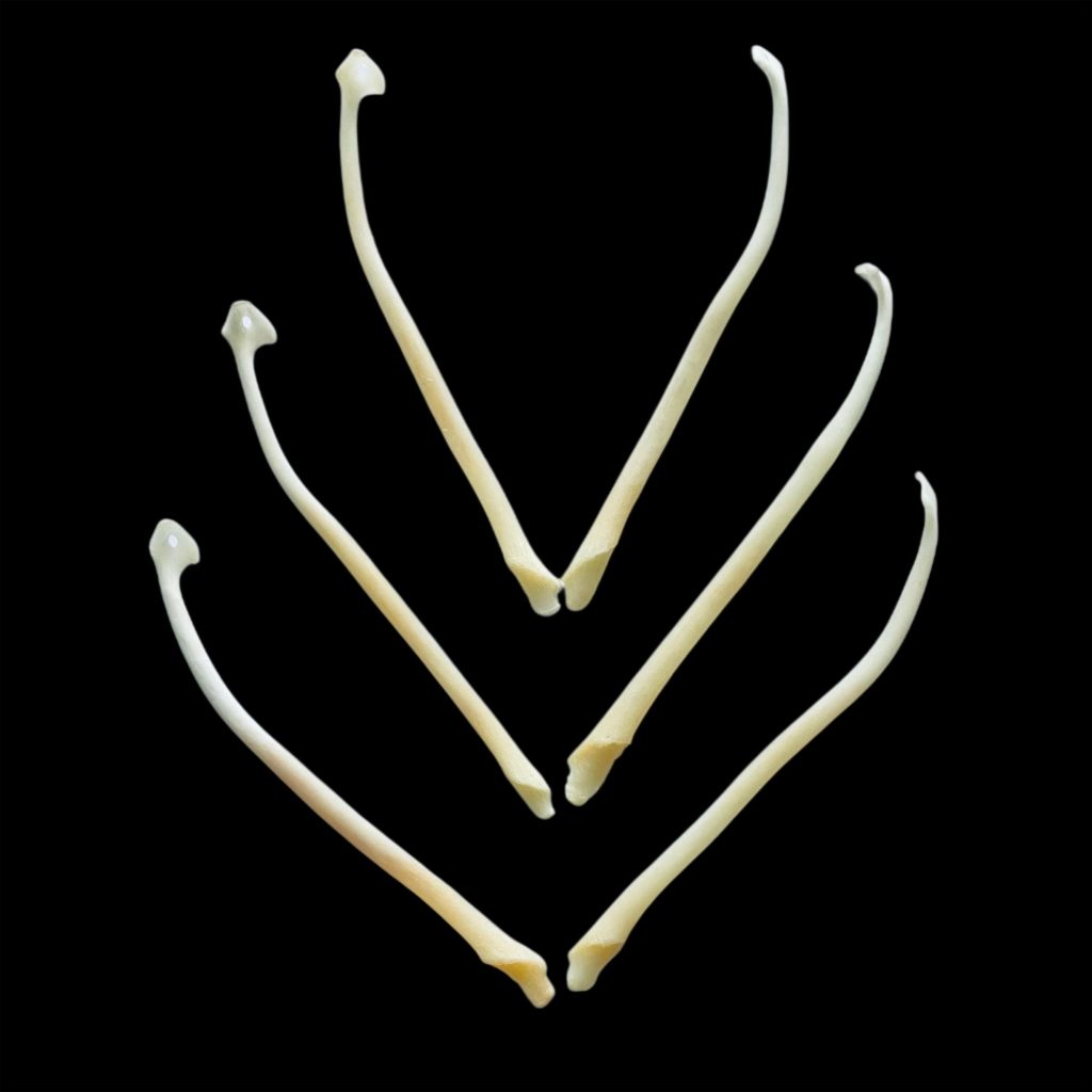 Wolverine Baculum