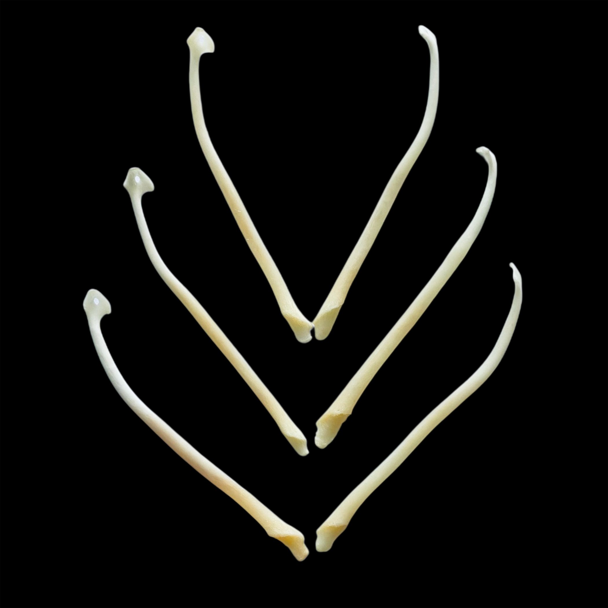 Wolverine Baculum