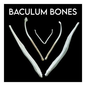 Baculum Bones