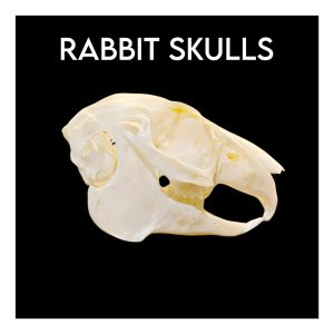 Rabbit Skulls