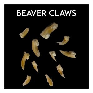 Beaver Claws
