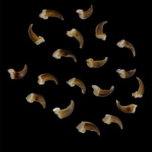 Coyote Claws: Individual