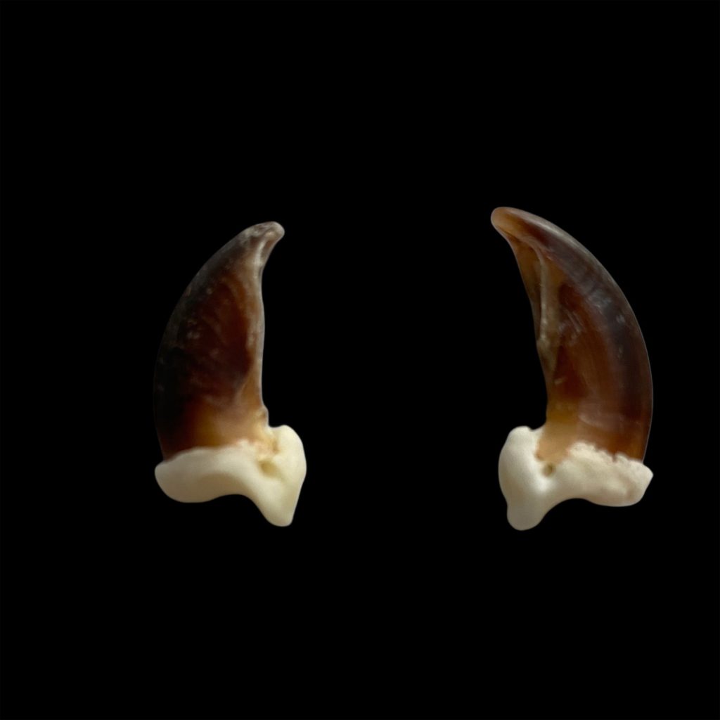 Coyote Claws: Matching Pair / Medium