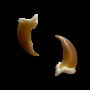 Wolf Claws: Matching Pair / Large