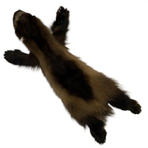 Wolverine Fur: #2 Quality / X Large