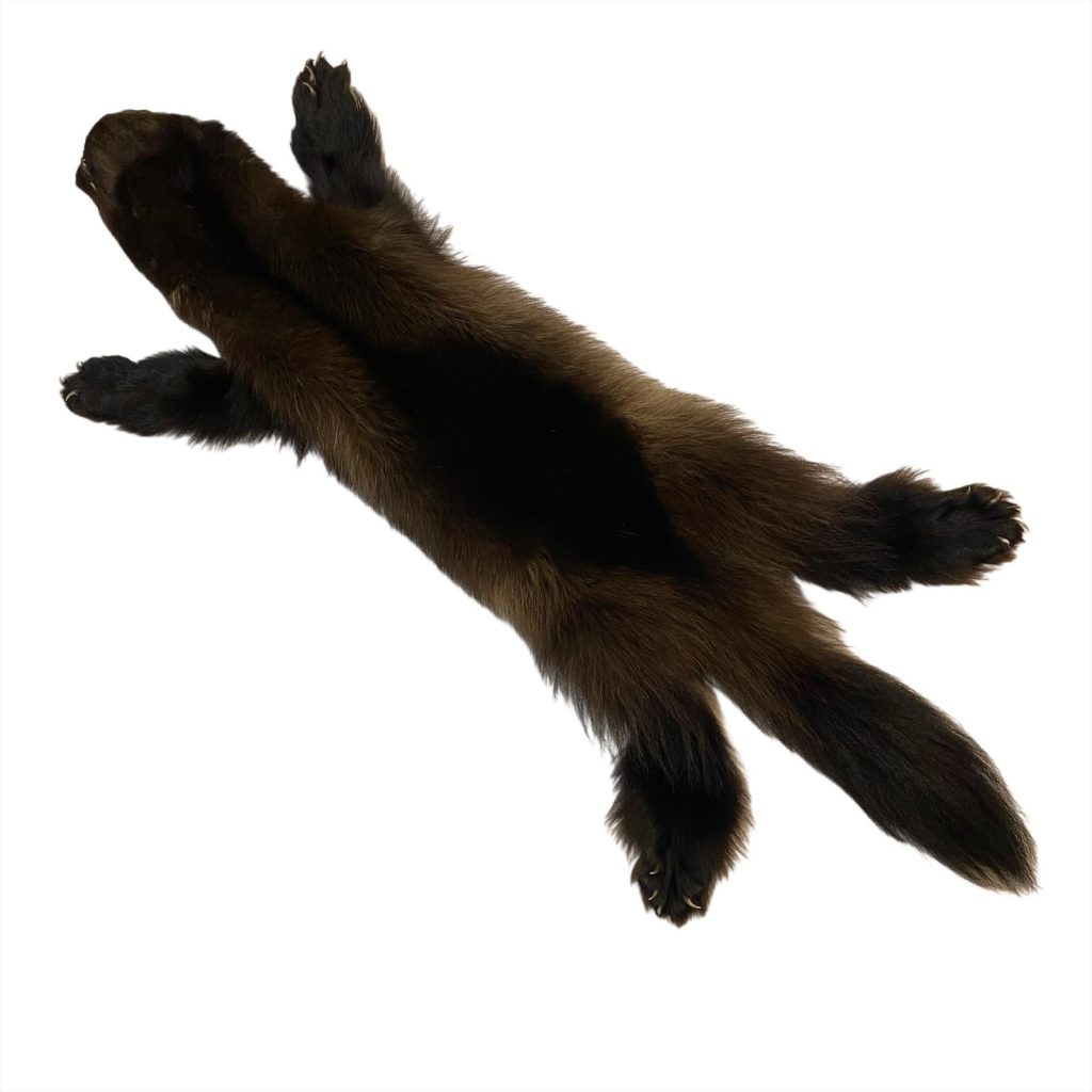 Wolverine Fur: #1 Quality / Large