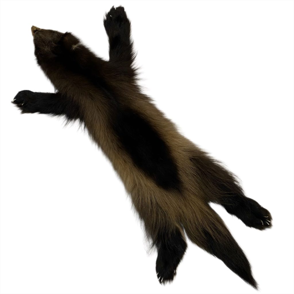 Wolverine Fur: #1 Quality / Large