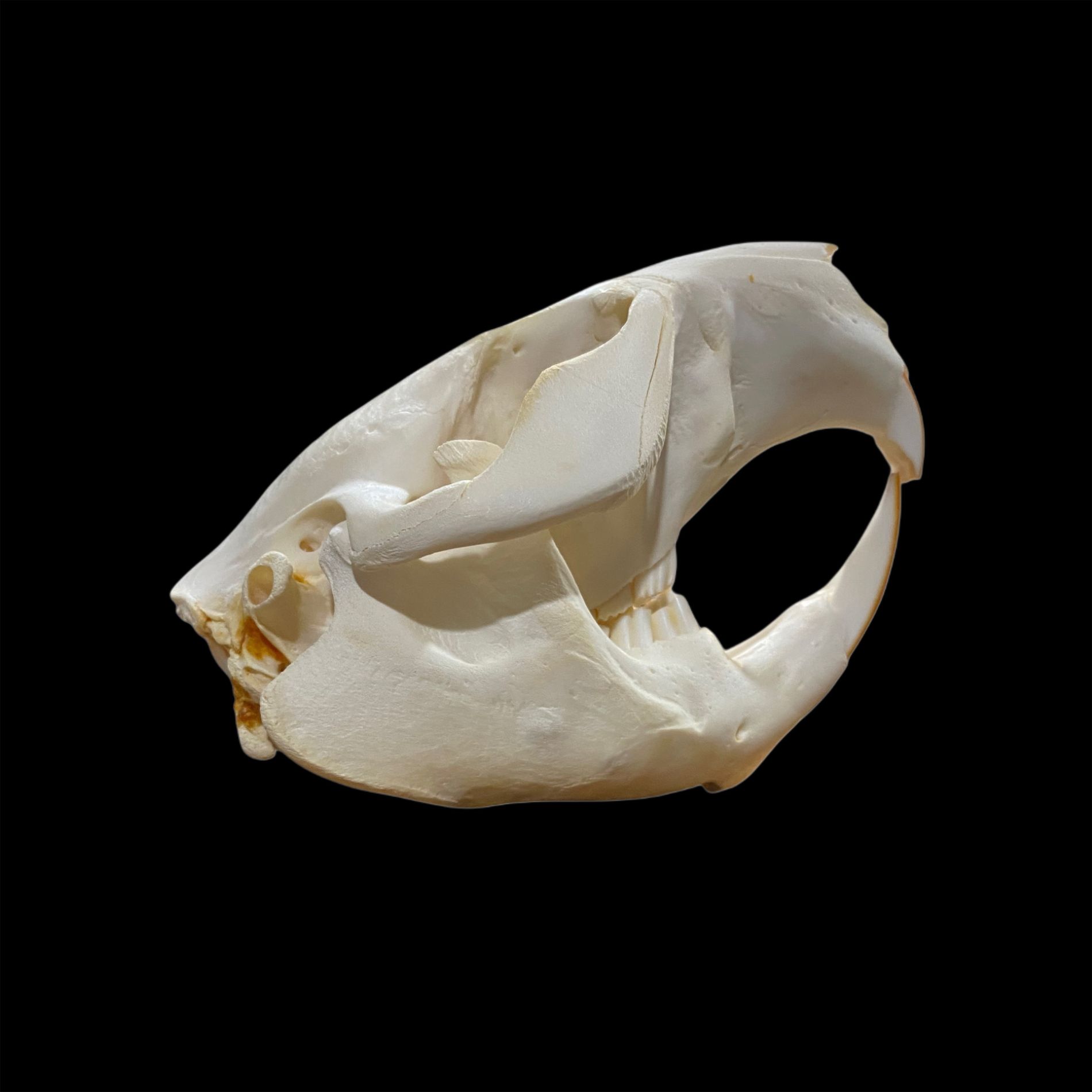 Beaver Skull: #2 Quality / Medium