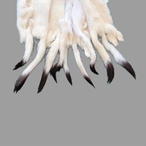 Ermine Fur: Tails