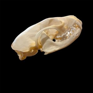 Fisher Skull: #1 Quality / Female
