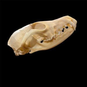 Fox Skull: #2 Quality