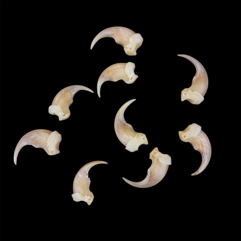 Wolverine Claws: Individual