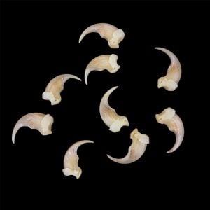 Wolverine Claws: Individual