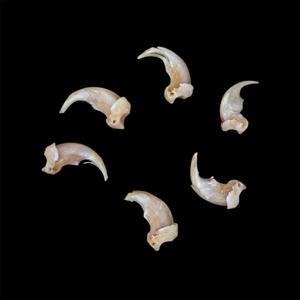 Wolverine Claws: Individual (Damaged)