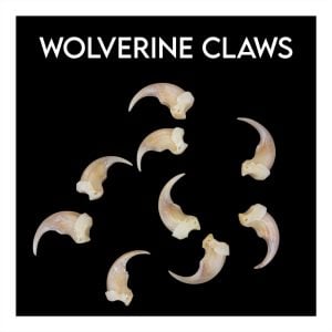 Wolverine Claws