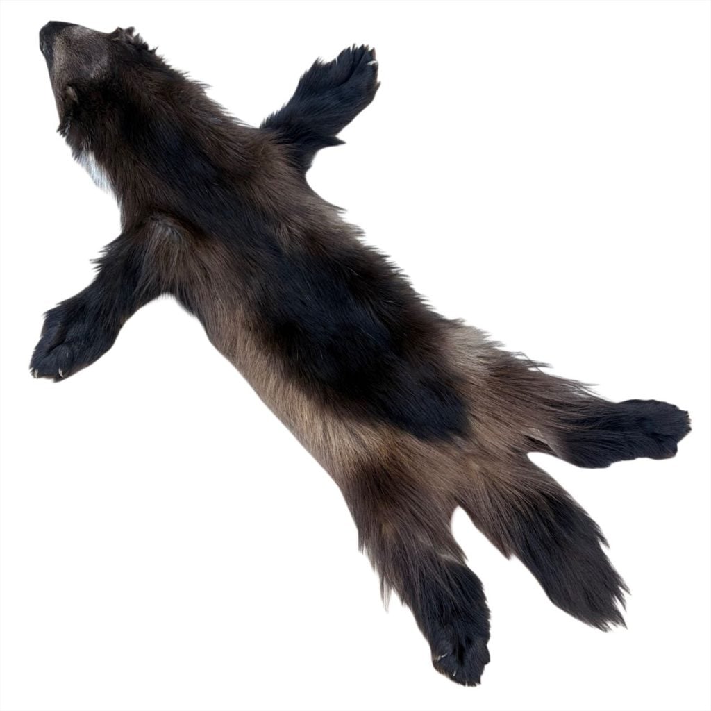 Wolverine Fur: #1 Quality / Large