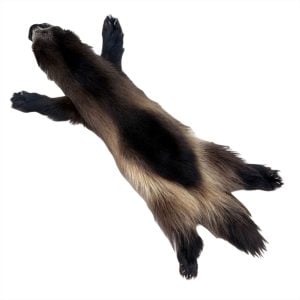 Wolverine Fur: #1 Quality / X Large