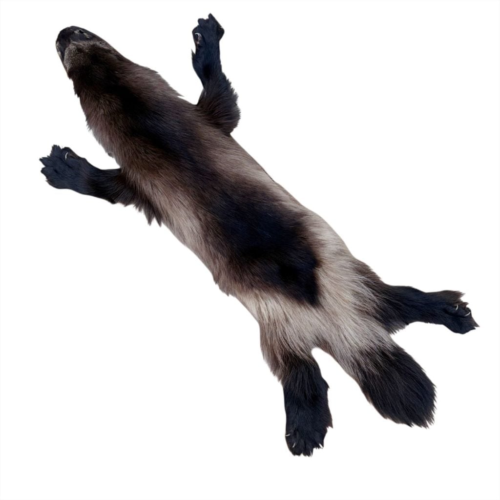 Wolverine Fur: #2 Quality / Large
