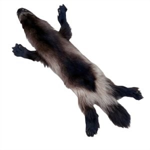 Wolverine Fur: #2 Quality / Large