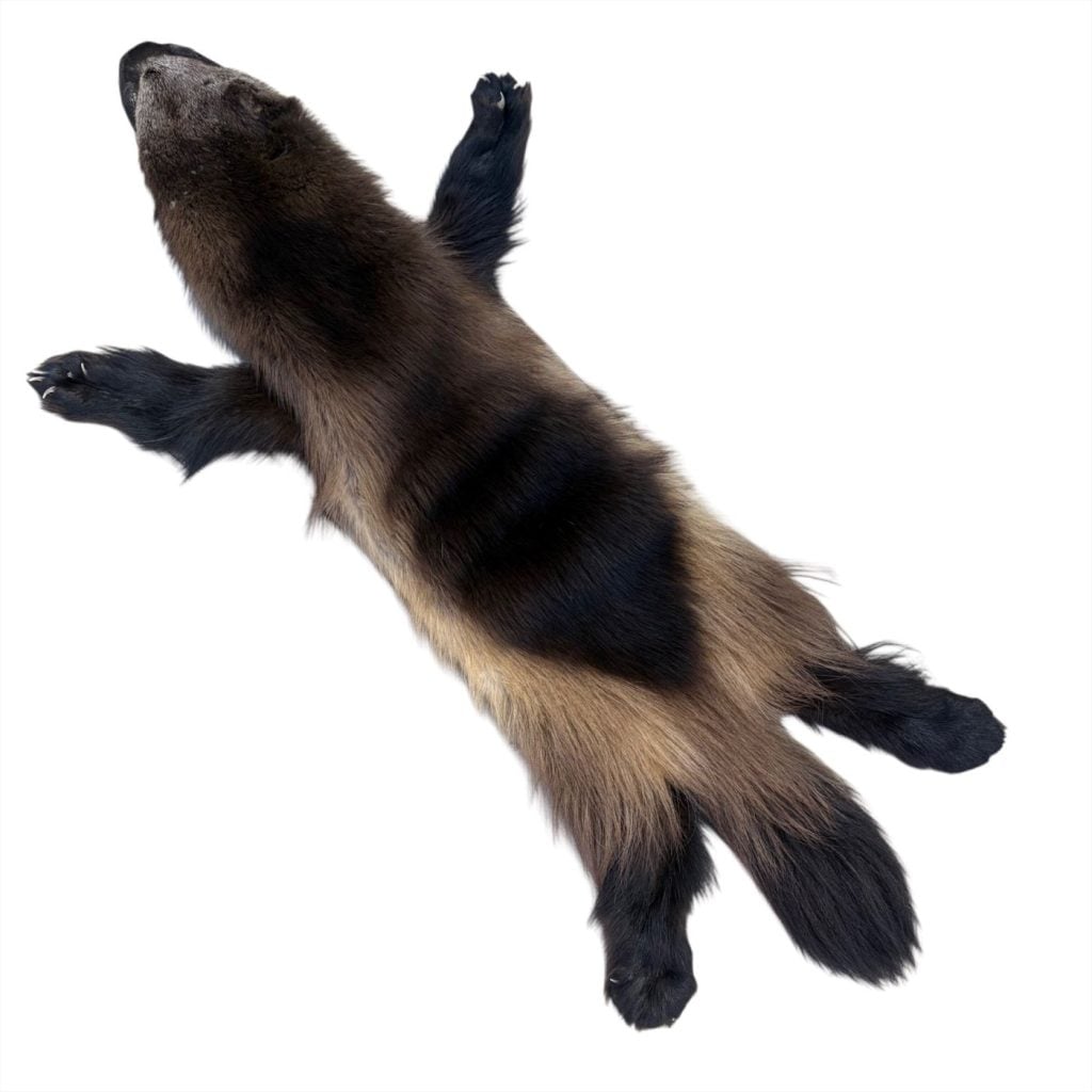 Wolverine Fur: #1 Quality / X Large