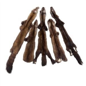 Marten Fur: #3 Quality / Medium