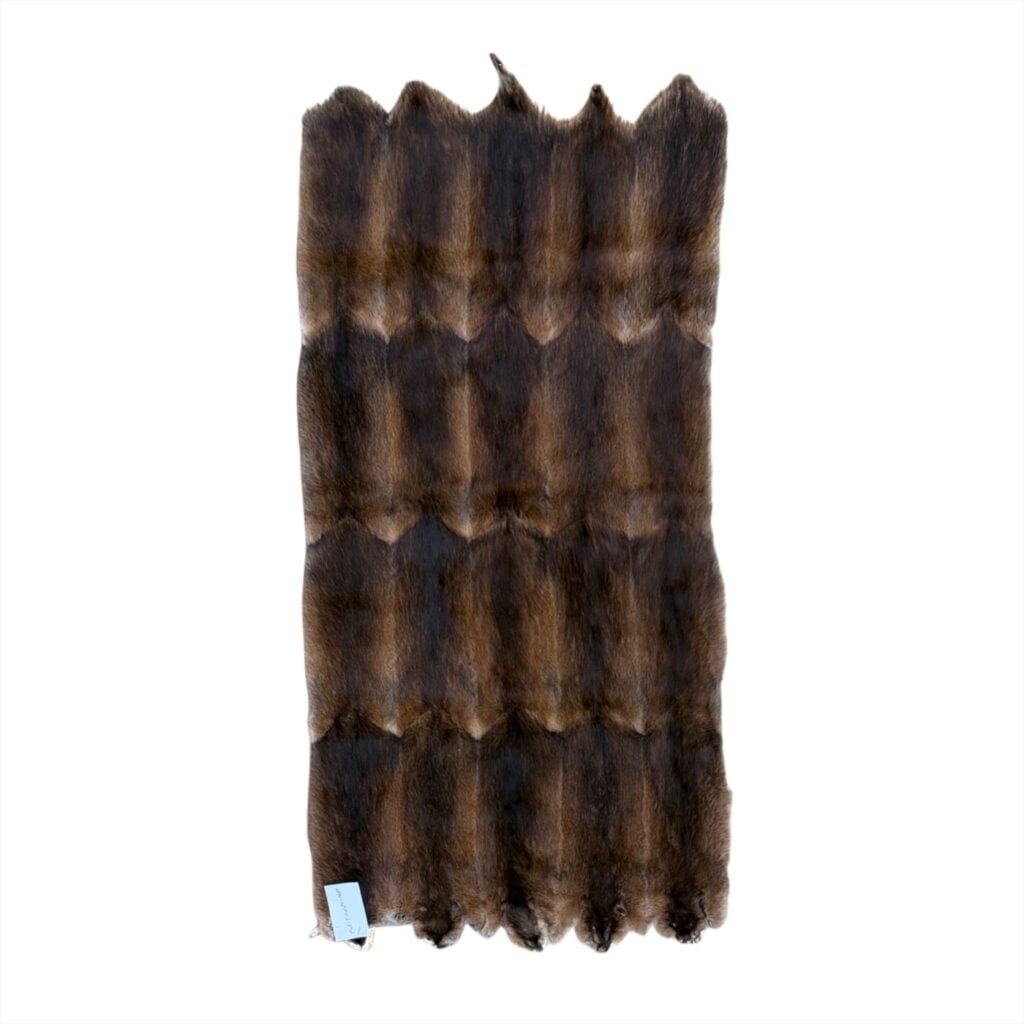 Fur Plate:  Muskrat