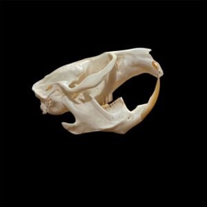 Muskrat Skull: #2 Quality