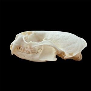 Otter Skull: #2 Quality
