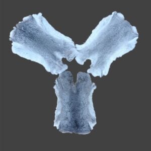 Rabbit Fur:  #1 Quality / Large / Grey & White