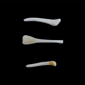 Beaver Bone:  Baculum