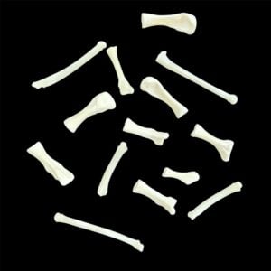 Beaver Bone:  Foot / Individual / Large
