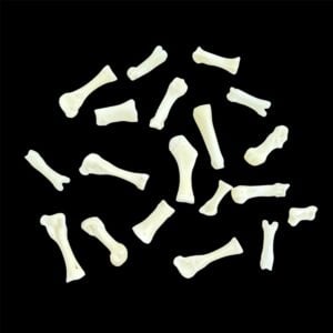 Beaver Bone:  Foot / Individual / Small